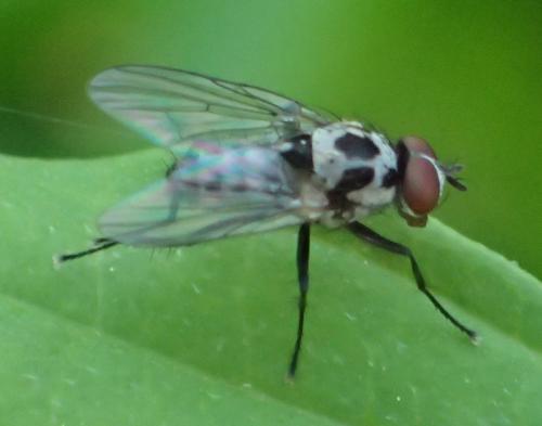 Réf. 289 563 : Anthomyia sp.